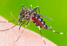 Releasing artificially-infected mosquitoes could cut global dengue cases by 90%