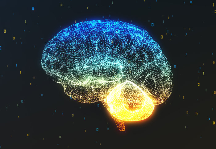 A 3D illustration of a brain