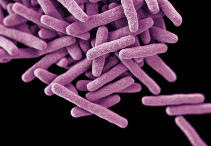 Tuberculosis bacteria