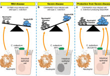 Faecal neutrophil elastase-antiprotease and its activity on colitis severity