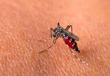 Disease-carrying mosquitoes could be common in Europe by 2030