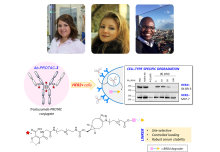 A new antibody-PROTAC combination can selectively target Breast Cancer cells