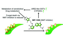 N-myristoyltransferase inhibitors against wheat pathogen Zymoseptoria tritici