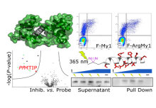 Peptide probes for Plasmodium falciparum MTIP