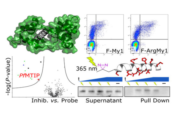 Graphical abstract showing peptide-based probes against PfMTIP