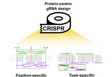 CRISPR‐TAPE: protein‐centric CRISPR guide design