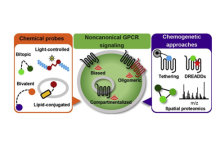 Review article on G-protein coupled receptor signalling