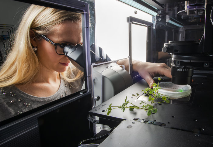 Dr Claire Stanley looking through a microscope at a plant sample