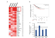 Targeting STAT3 signaling in ER-positive breast cancer