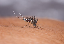 More deaths from yellow fever expected in Africa because of climate change 