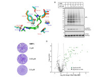 Profiling of modified proteins identifies a component of parasitic invasion