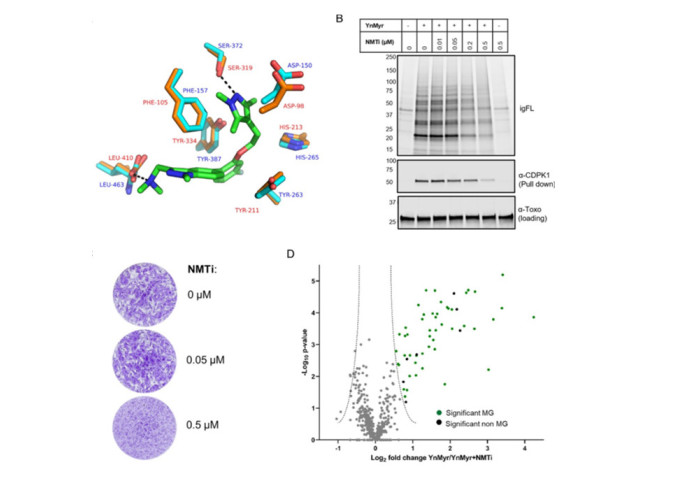 Graphical abstract