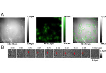 HIV particles assemble ten times faster than previously estimated