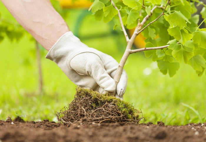 Gloved hand planting a tree