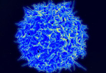 Cancer-causing HTLV-1 virus hijacks cellular machinery to establish infection