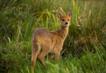 Chinese water deer introduced to UK may be valuable to restoring numbers in Asia