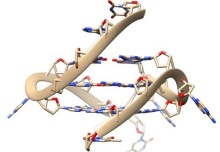 Rare quadruple-helix DNA found in living human cells with glowing probes 