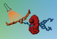 Cancer drugs could be delivered in molecular cages unlocked by light