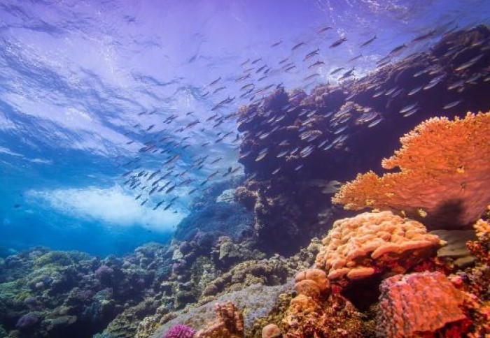 Small Fish swim around a bright Coral reef in a clear bright underwater photo