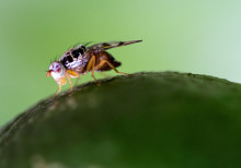 Major fly pest genetically modified in the lab to produce more males