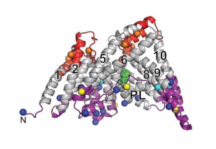Homology model of HHAT, showing probe modified residues Pro212, Val213, His215 in proximity to the central catalytic site on the cytosolic face of HHAT.