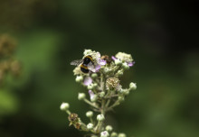 Bee Kind: Imperial scientists’ efforts to protect pollinators