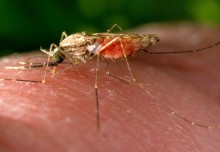 Atlas of malaria parasite gene activity provides targets for drugs and vaccines