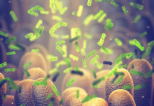 Gut bacteria plays an important role in our cardiovascular and metabolic health