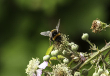 Bee flight suffers under temperature extremes
