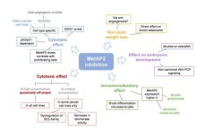 Targeting methionine aminopeptidase 2 in cancer, obesity and autoimmunity