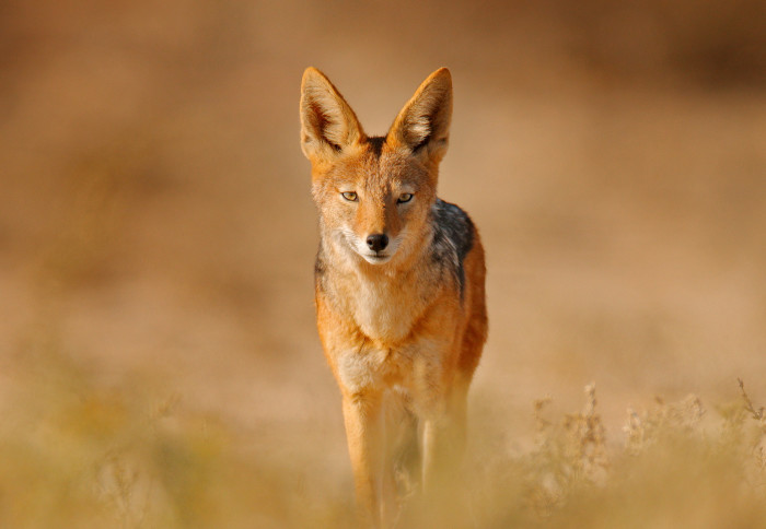 Dog in tanzania