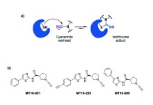 Activity-based protein profiling reveals targets of a cyanopyrrolidine probe