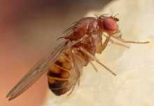 "Is that a bacon sandwich?" - Fruit flies react to smells while asleep