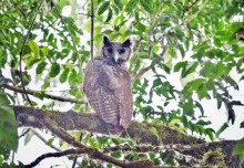 Owl unseen for 150 years photographed in the wild for the first time