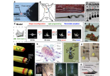 A Comparative Review of Artificial Muscles for Microsystem Applications