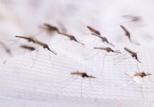 Modified mosquitoes and ‘zombie’ cells: News from the College