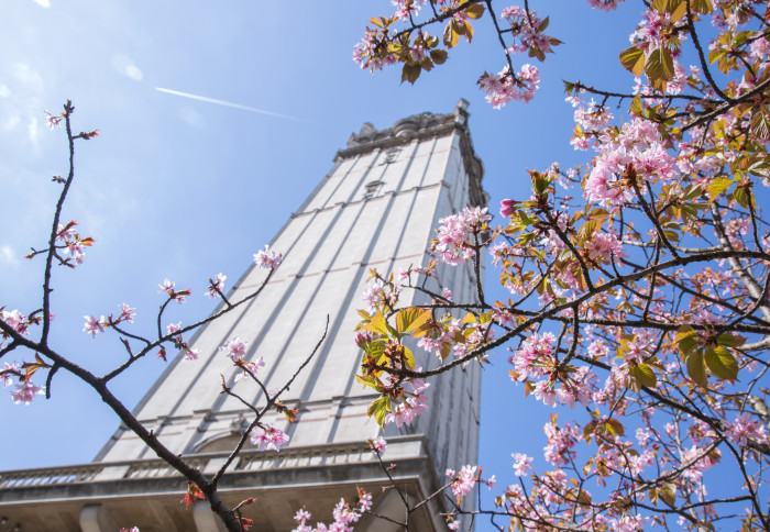 An image of queens tower with cherry blossom