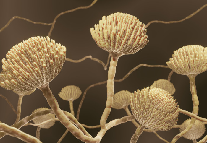 A 3D illustration of mould fungi, Aspergillus