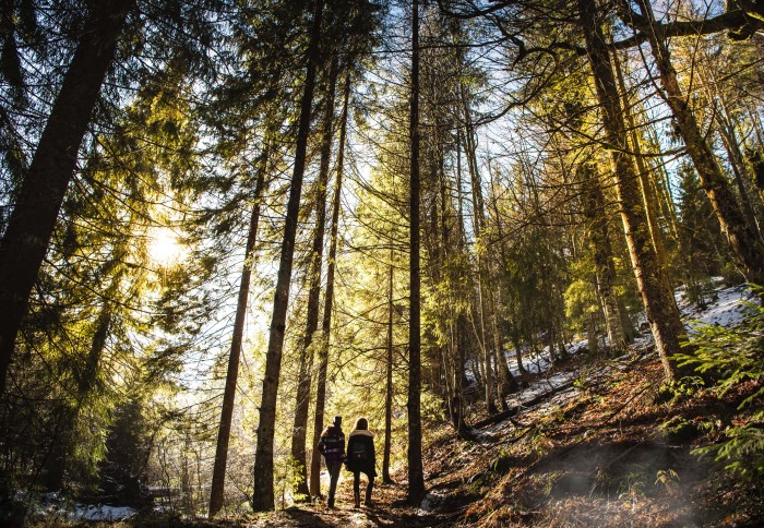 Two people walking through a forest in the daytime