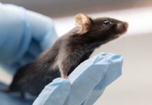Imperial receives second award for openness around animal research