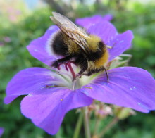 A bumblebee on a purple flower