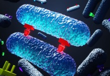 Bacterial intimacy insights could help tackle antimicrobial resistance