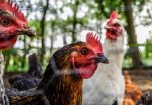Imperial joins UK’s top scientists to battle bird flu outbreaks