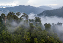 Rainforest design futures and carbon dating: News from the College
