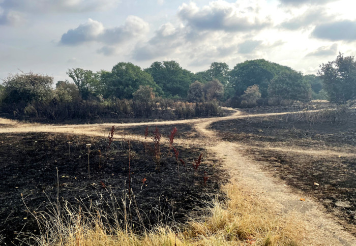Aftermath of a forest fire in Epping Forest, North London