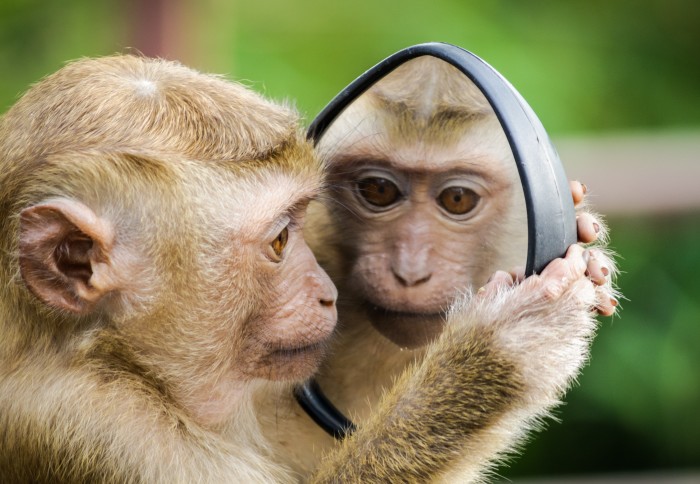 Monkey looking in a mirror
