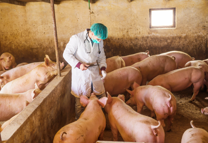 a vet inspects pigs in a pen