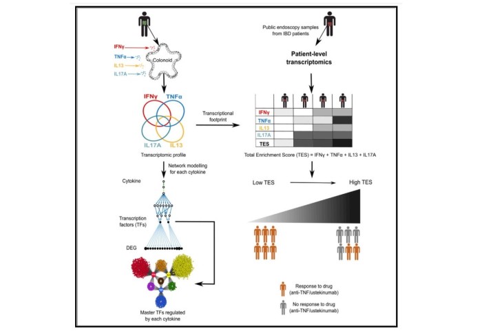 Graphic abstract of the Cell Reports paper