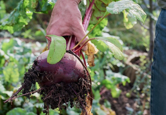 beetroot being pulled from the soil