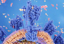 Research into c-JUN oncoprotein could pave way for novel colon cancer therapies